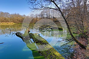 Old dead tree on lake