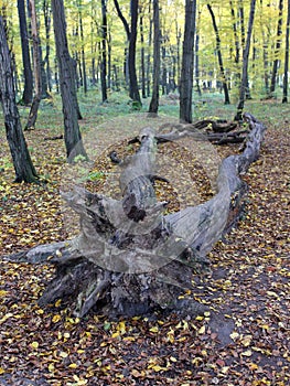 Old dead tree lying in the autumn forest
