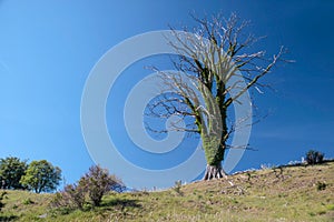 Old dead tree in a meadow