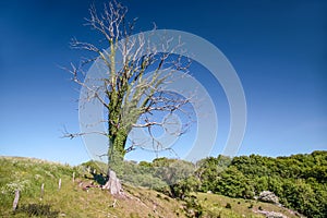 Old dead tree in a meadow