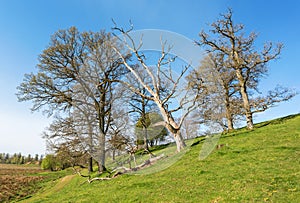 Old dead tree among the oak trees on a hillside