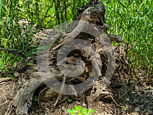 Old Dead Tree Roots in Forest