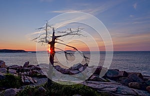 A old dead tree sits at the edge of the pink granite rocks overlooking the Atlantic Ocean on the Maine Coast exposed to all the w