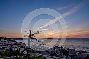 A old dead tree sits at the edge of the pink granite rocks overlooking the Atlantic Ocean on the Maine Coast exposed to all the w