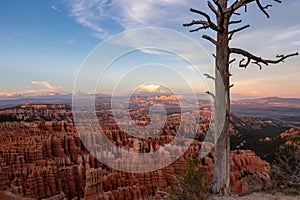 Old dead tree snag with aerial sunset view of hoodoo sandstone rock formations in Bryce Canyon National Park, Utah, USA