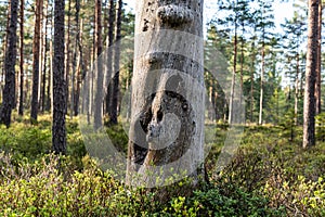 Old dead tree standing strong and beautiful