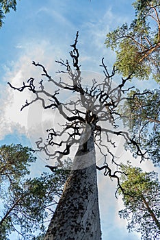 Old dead tree standing strong and beautiful