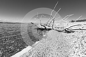 Old dead tree on stony water`s edge of Lake Pukaki