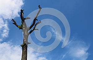 An old dead tree under cloudy blue sky