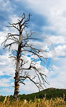 Old, Dead Tree Under a Stormy Sky