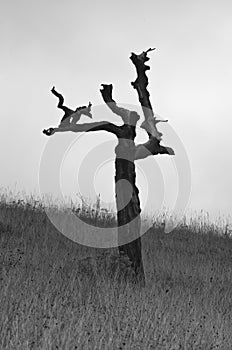 Old dead tree which survived many mountain storms