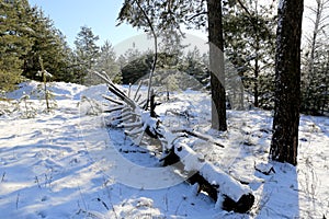 Old dead tree in winter forest
