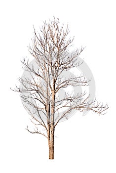 Old dead trees that do not have separate black-brown leaves on a white background