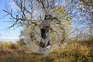 Old dead willow tree. Burnt tree bark.