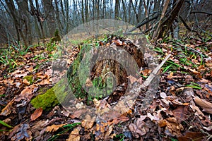 old dead wooden stump
