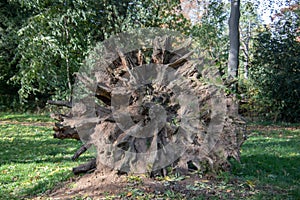 old deat tree stump