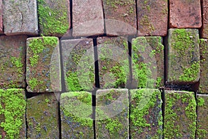 An old decayed brick wall has plants growing on it and pieces of the bricks turning to rubble