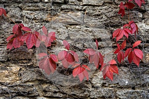 Old Decayed stone wall with red leaves