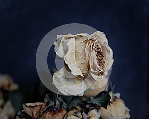 Old decaying dried white rose