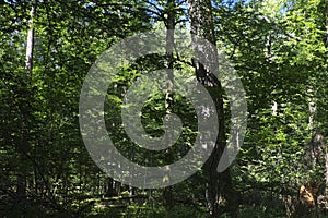 Old deciduous forest in summer midday