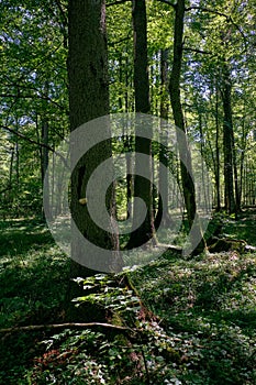 Old deciduous forest in summer midday