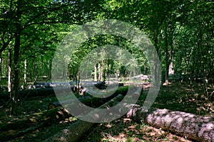 Old deciduous forest in summer midday