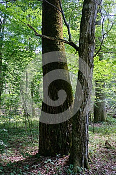 Old deciduous forest in summer midday