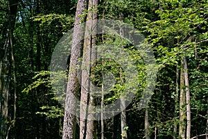 Old deciduous forest in summer midday