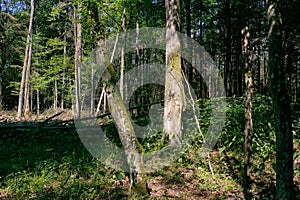 Old deciduous forest in summer midday