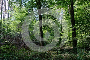 Old deciduous forest in summer midday