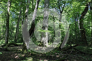 Old deciduous forest in summer midday landscape