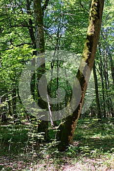 Old deciduous forest in summer midday