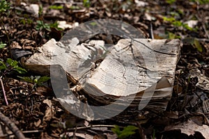 An old decomposing book lying on the forest floor