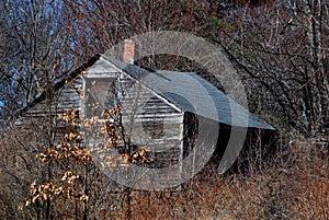 Old, decrepit cabin overgrown with weeds and trees