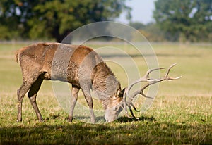 Old deer graze at glade