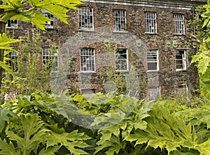 The old derelict building