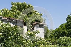 Old deserted house overgrown with trees