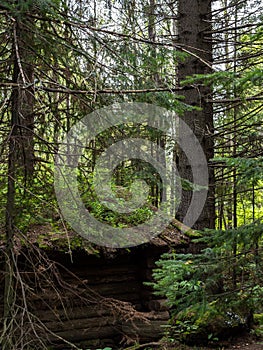 Old desolate hunting hut in summer spruce forest