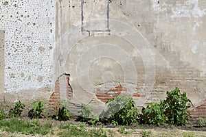 Old deteriorating clay brick wall texture showing faded and mottled paint