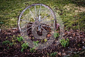 Deteriorating Buggy wheel in early spouting perennial garden photo
