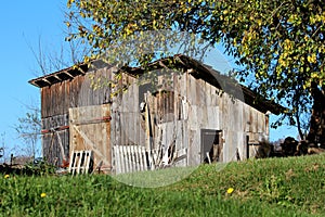 Old dilapidated wooden barn with small grey and white cat sitting in one opening surrounded with uncut grass and large tree