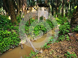 Old dilapidated wooden shed deserted inside the oil palm plantation.