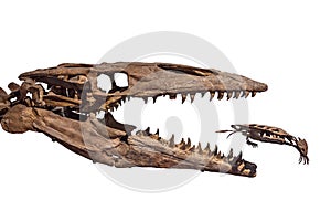 Old dinosaur skeleton isolated on white. Tyrannosaurus Rex skeleton photo