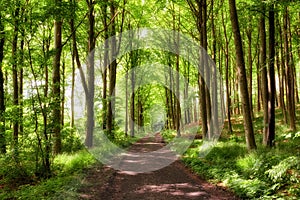 Old dirt road in a forest with lush magical and green wilderness of vibrant trees growing outside. Peaceful nature