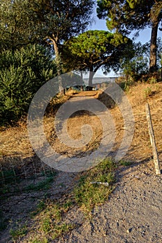 Old dirt road leading to pine tree