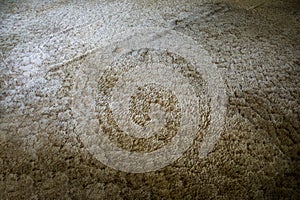 Old and dirty brown shag carpet from a 1970's home house that needs to be removed for a whole home renovation