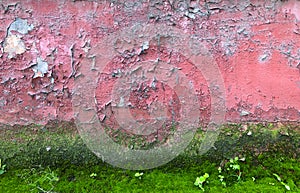 Old dirty concrete wall on a historic building with peeling red paint covered with green moss. Texture of the weathered