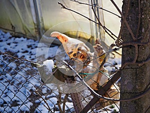 Old and dirty doll on a cage