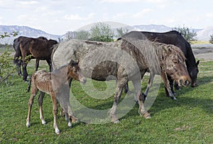 Old dirty horse grazing with a herd in field