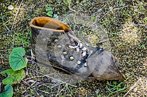 Old discarded shoe